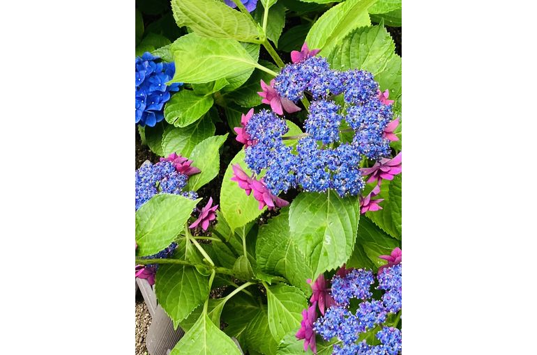 紫陽花