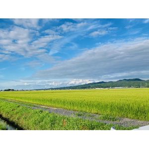 田舎